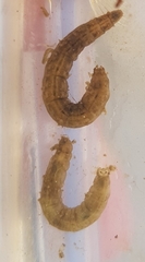 Diptera