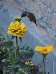 Calypte anna