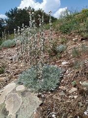 Artemisia alpina