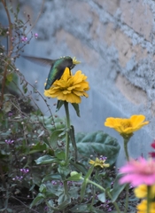 Calypte anna