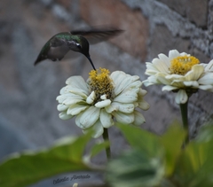 Calypte anna