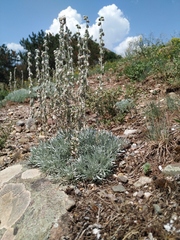 Artemisia alpina