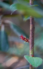 Gaultheria pseudonotabilis