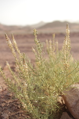 Reseda stenostachya