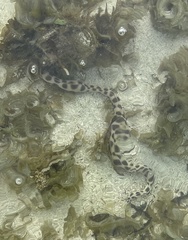 Myrichthys maculosus