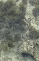 Myrichthys maculosus