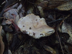 Lactarius argillaceifolius megacarpus