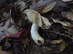 Lactarius argillaceifolius megacarpus
