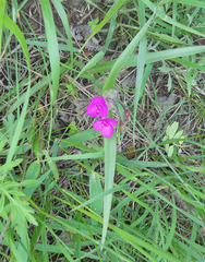 Tradescantia tharpii