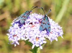 Neurosymploca caffra