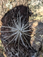Tillandsia plumosa