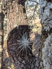 Tillandsia plumosa