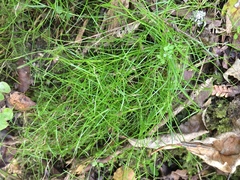 Schoenus maschalinus