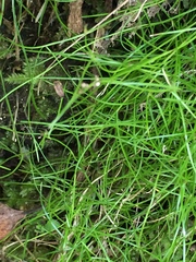 Schoenus maschalinus