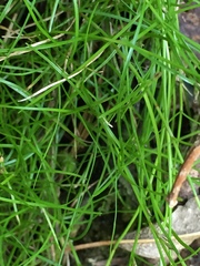 Schoenus maschalinus