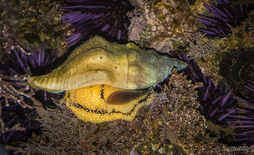 Kellet's Whelk