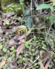 Pterostylis decurva