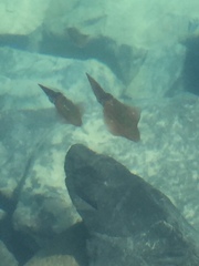 Sepioteuthis australis