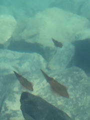 Sepioteuthis australis