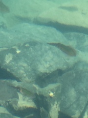 Sepioteuthis australis