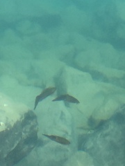 Sepioteuthis australis