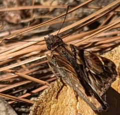 Noctuana lactifera bipuncta