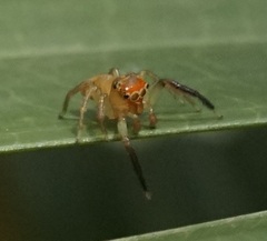 Prostheclina pallida