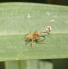 Prostheclina pallida