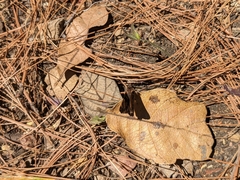 Noctuana lactifera bipuncta
