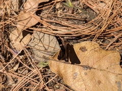 Noctuana lactifera bipuncta