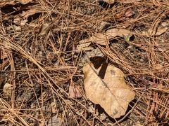 Noctuana lactifera bipuncta