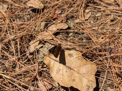 Noctuana lactifera bipuncta