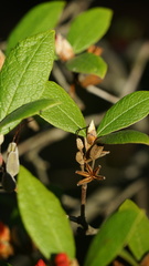 Rhododendron spinuliferum