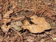 Noctuana lactifera bipuncta