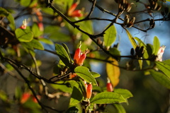 Rhododendron spinuliferum