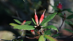 Rhododendron spinuliferum
