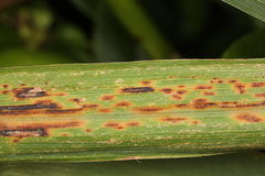 Puccinia nakanishikii