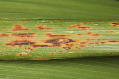 Puccinia nakanishikii