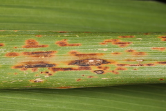 Puccinia nakanishikii