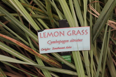 Puccinia nakanishikii