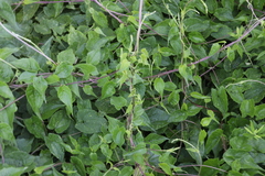 Puccinia convolvuli
