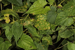 Puccinia convolvuli