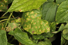 Puccinia convolvuli