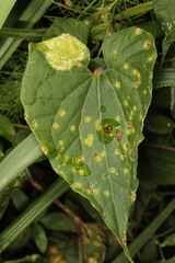 Puccinia convolvuli
