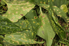 Puccinia convolvuli