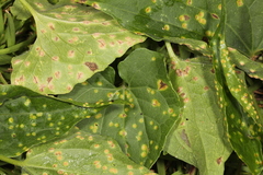 Puccinia convolvuli
