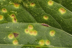 Puccinia convolvuli