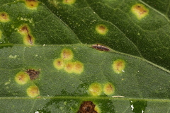Puccinia convolvuli