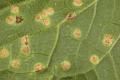 Puccinia convolvuli