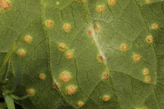 Puccinia convolvuli